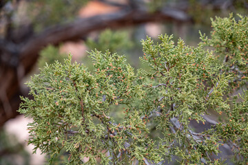Juniperus osteosperma is a shrub or small tree native to the southwestern United States. Zion...