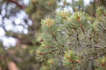Pinus edulis, the Colorado pinyon, two-needle piñon, pinyon pine, or simply piñon,  Zion National Park, Utah. © youli zhao
