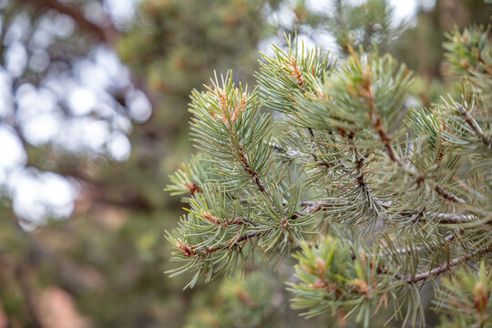 Pinus edulis, the Colorado pinyon, two-needle pi&ntilde;on, pinyon pine, or simply pi&ntilde;on,  Zion National Park, Utah.