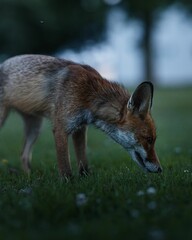 Fox sniffing grass at twilight.