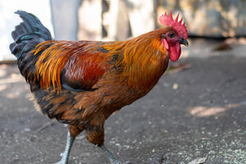 Photograph of a healthy rooster taken from the side standing on a dirt floor facing the camera with a blurred background.