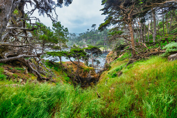 Dramatic coastal forest view at Point Lobos State Natural Reserve, California. Wind-swept Monterey cypress trees, rugged cliffs, and turquoise waters create a pristine wilderness landscape