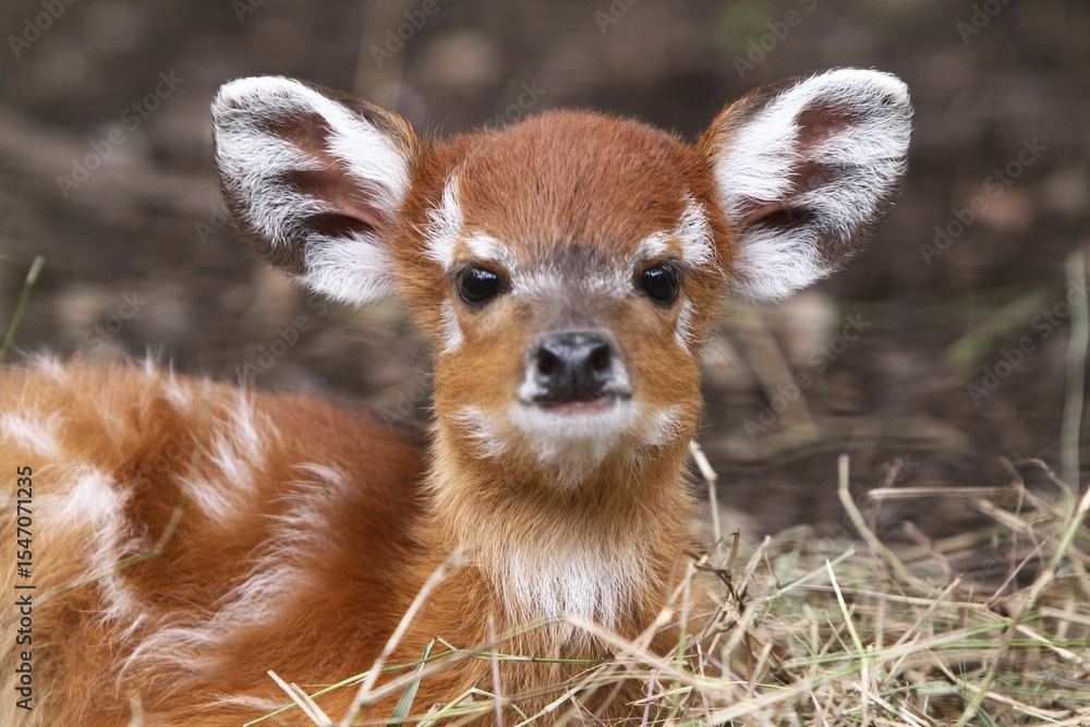 Wall mural there is a little sitatunga relaxing on the grass while looking ahead