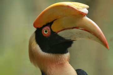 Close up of a beautiful hornbill