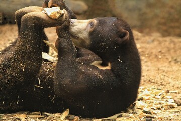 There is a sun bear rolling on the ground