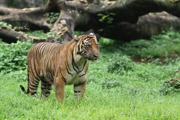 There is a Sumatran tiger standing and observing its surroundings in the bushes.
