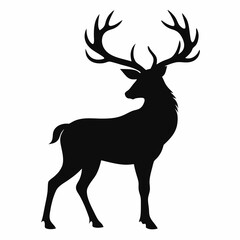 baby Elk on white background 