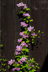 Purple Clematis Flowers Blooming in the garden.