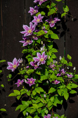 Purple Clematis Flowers Blooming in the garden.