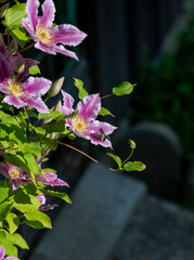Purple Clematis Flowers Blooming in the garden.