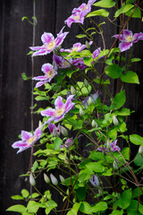 Purple Clematis Flowers Blooming in the garden.