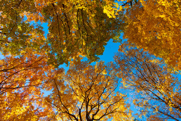 Seasonal forest. Natural fallen leaves. Autumnal leaves on tree. Autumnal season nature. Bright...