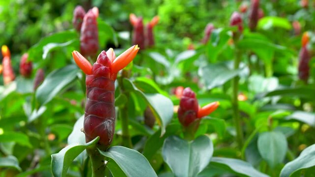 Red Button Ginger Plant in Lush Green Foliage