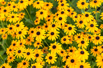 Flowering Rudbeckia in garden. Outdoor flowering plant. Yellow Rudbeckia flower. Natural flower plant. Flora nature. Yellow flower background. Floral Rudbeckia yellow background. Rudbeckia flower