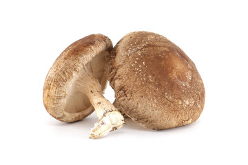 Fresh Shiitake Mushrooms Isolated on White Background Ready for Cooking