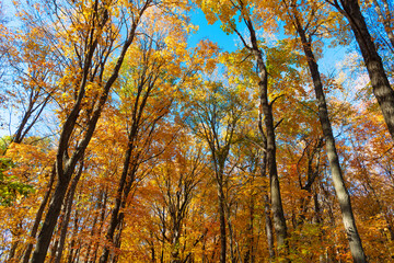 Nature fall weather. Seasonal forest. Natural fallen leaves. Autumnal leaves on tree. Autumnal...