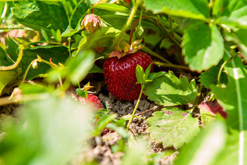 strawberry in the garden