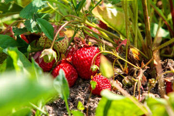 wild strawberry in the garden