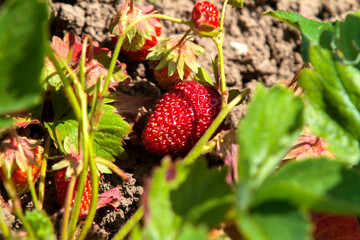 wild strawberry in the garden