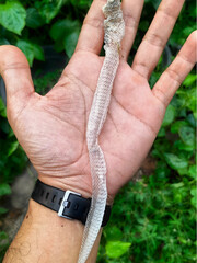 Green snakes are considered mildly venomous snakes that are not harmful to humans and are commonly...