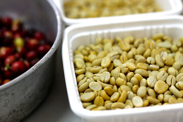 When the Arabica coffee trees that are planted produce fruit, farmers will harvest them and remove the flesh skin from the coffee beans. It is recommended to dry them and roast them in the next step.