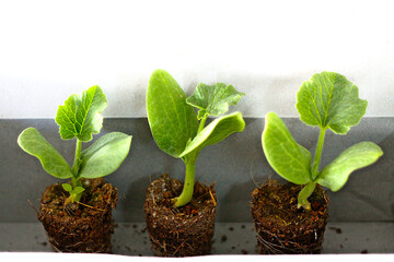 Pumpkin seedlings that have just sprouted from fresh seeds after farmers have prepared for the next...