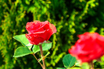 red rose in garden