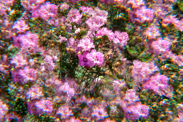 pink carnation flower
