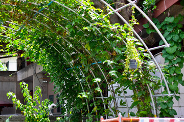 Large arch structure made of galvanized steel pipes that are bent and secured with screws and...