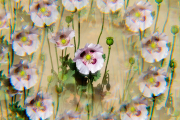 flowers in the garden