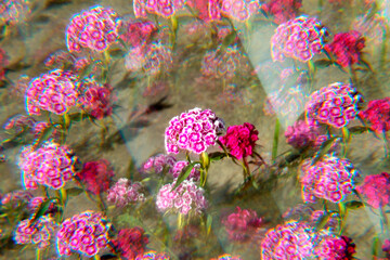 pink and blue flowers