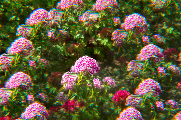 flowers in the garden