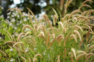 The foxtail barley bush grow and blooming at wayside in winter of thailand