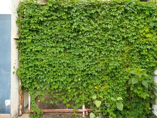 Gourd vines that grow naturally cover an unused iron gate. The leaves are so dense that they look...