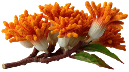 Orange Flower Cluster: A vibrant cluster of bright orange flowers with unique textured petals, attached to a dark brown stem with green leaves, creating a striking visual contrast.