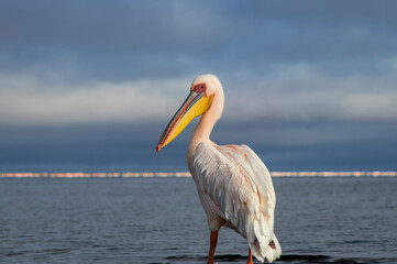 Real photo of a lone Great White Pelican floating on a calm blue lagoon under clear skies. Peaceful African wildlife scene with natural light, exotic bird