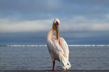 Real photo of a lone Great White Pelican floating on a calm blue lagoon under clear skies. Peaceful...