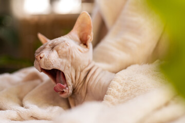 Hairless sphynx cat yawning on soft beige blanket in cozy home setting with morning sunlight