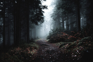 Obraz premium a path in the woods with fog and trees