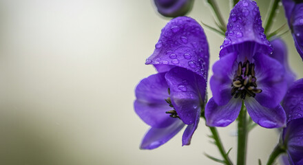 Close-up of a vibrant purple iris flower with delicate petals blooming against a soft blue background, highlighting its natural beauty and intricate floral details
