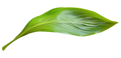 Single green tropical palm leaf isolated on transparent background