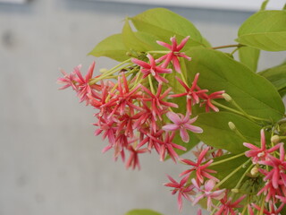 温室で開花したシクンシ