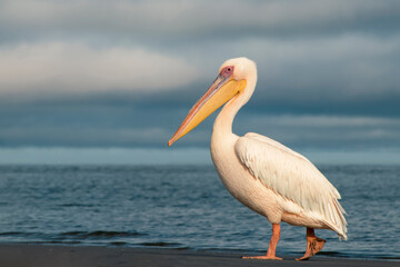 Real photo of a lone Great White Pelican floating on a calm blue lagoon under clear skies. Peaceful African wildlife scene with natural light, exotic bird