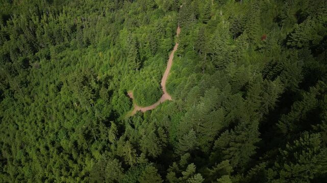 Aerial of dirt roads in Tillamook State Forest in Oregon at sunset