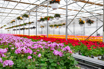 View of a vibrant greenhouse filled with colorful flowers under a glass ceiling, creating a bright...