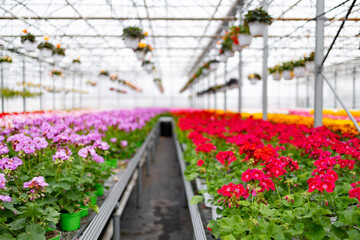 Rows of vibrant flowering plants in a greenhouse, with varying colors and an abundance of blooms.