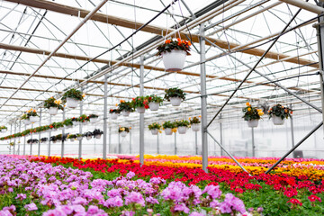 A vibrant greenhouse showcases a colorful array of flowers, with hanging baskets adding to the...