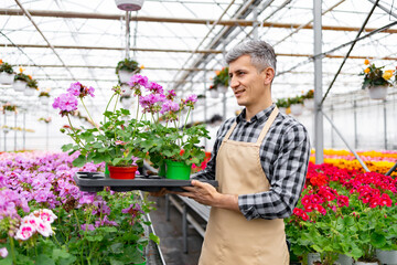 A greenhouse worker holds a tray of potted geraniums surrounded by colorful flowers, showcasing...