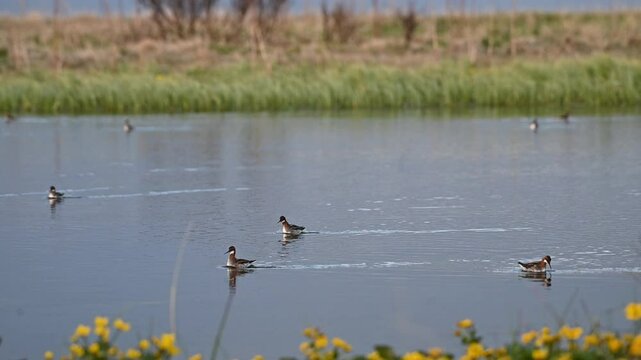 Group of red necked phalaropes swim in same direction across calm lake, slow motion pan left