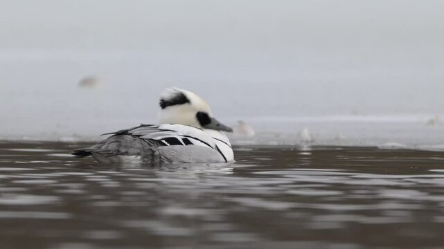 Black and white smew wags tail and grooms side feathers on frozen lake in snowy Norway, slow motion